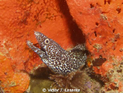spotted moray in a orange elephant ear sponge at el natur... by Victor J. Lasanta 
